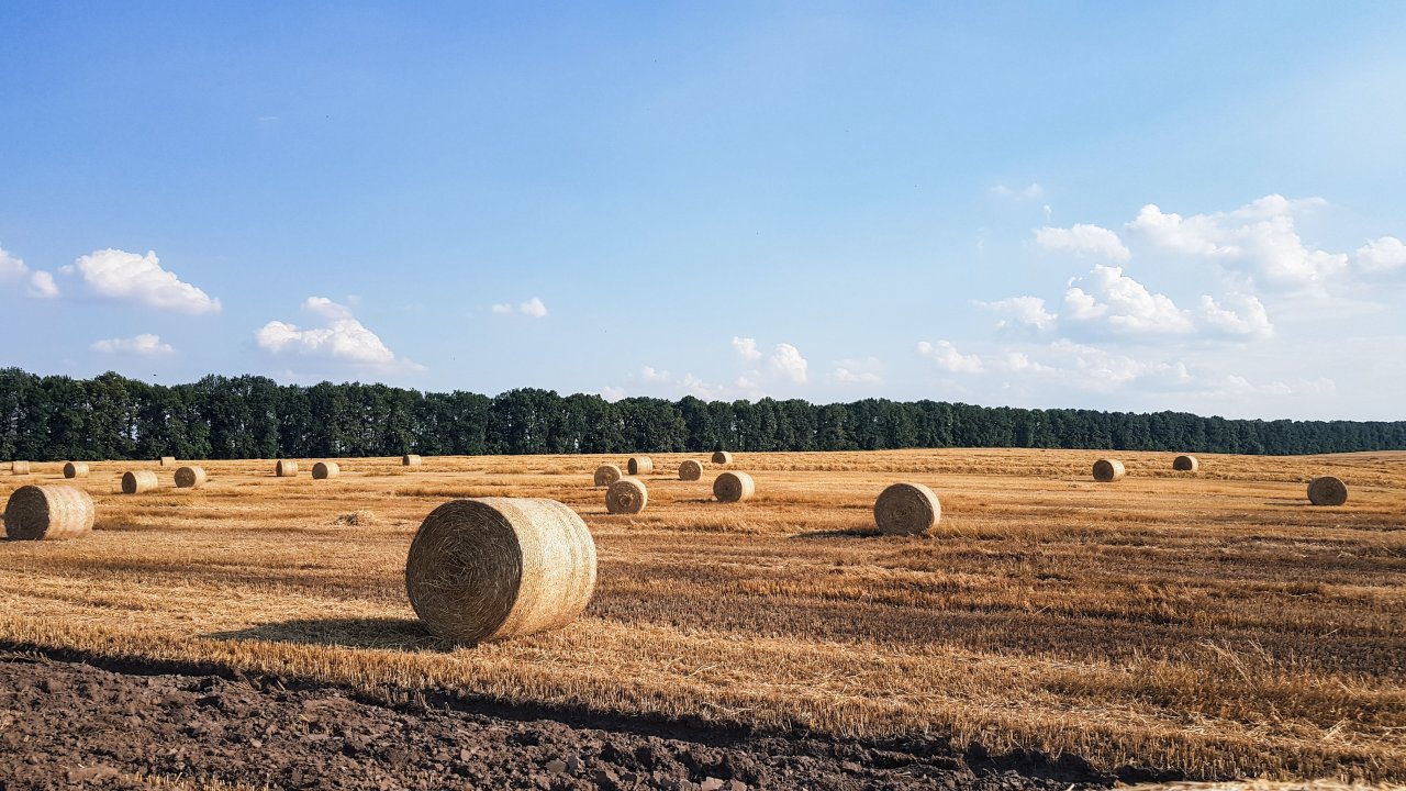 Feld in der Ukraine